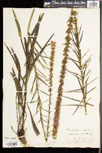 Liatris spicata image