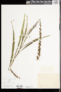 Liatris spicata image