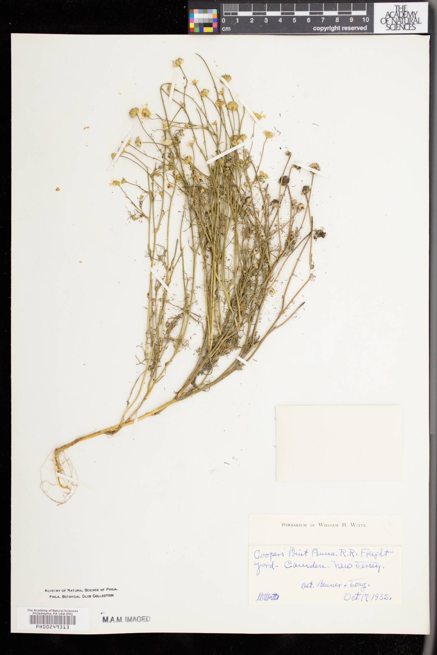 Matricaria inodora image