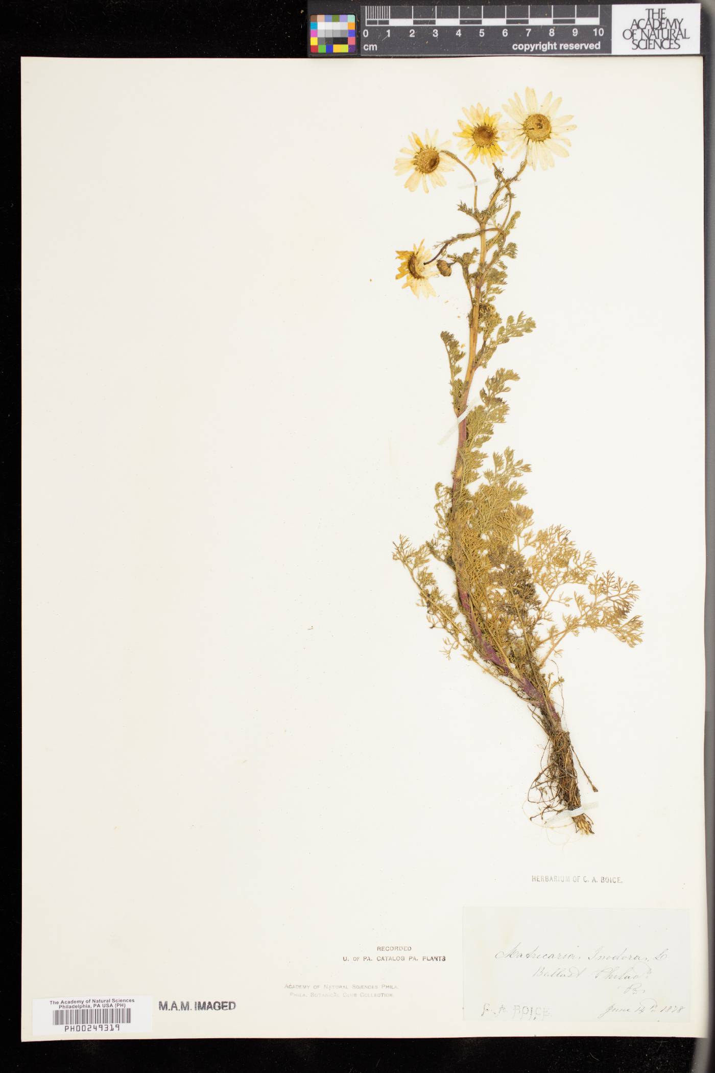 Matricaria inodora image