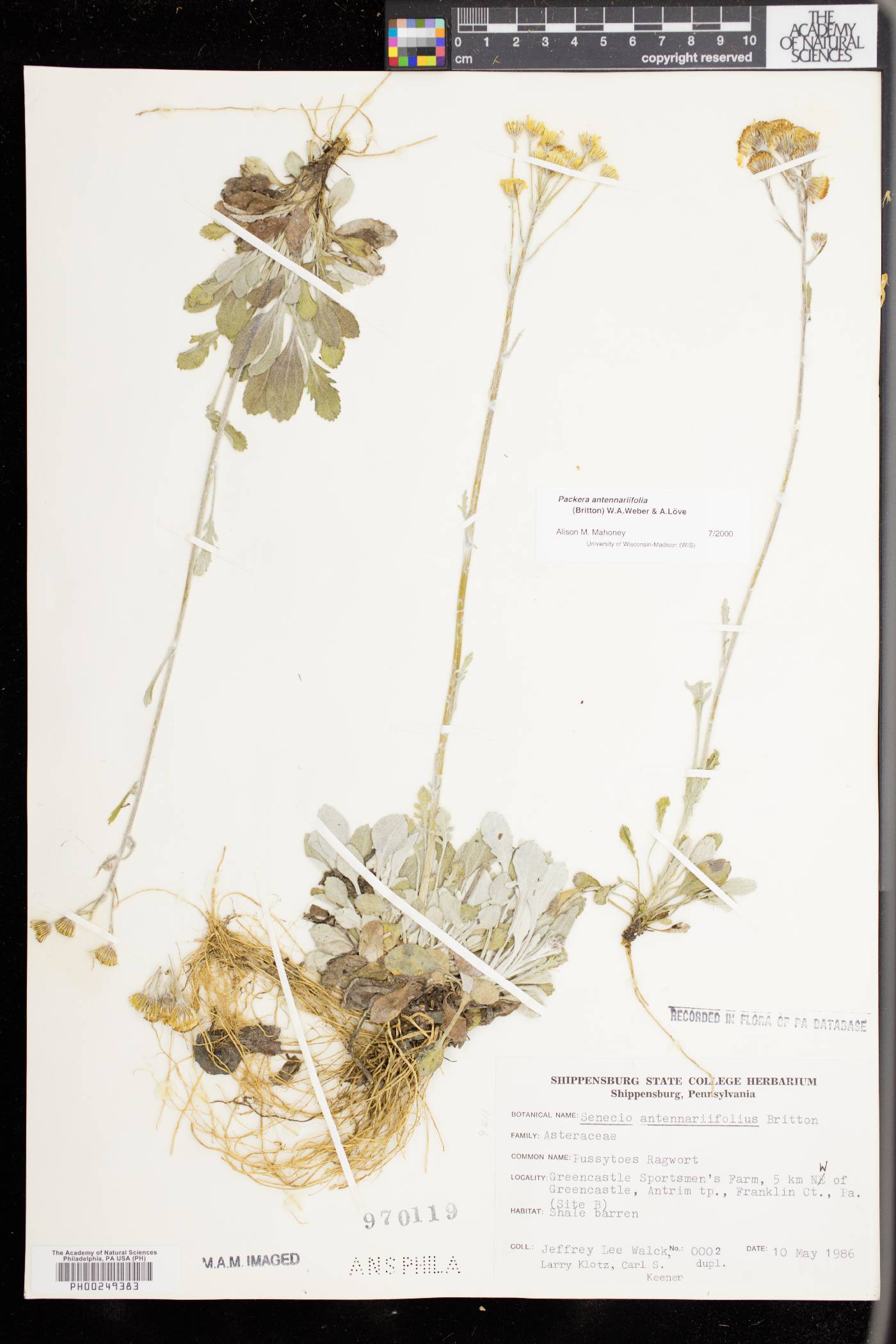 Packera antennariifolia image