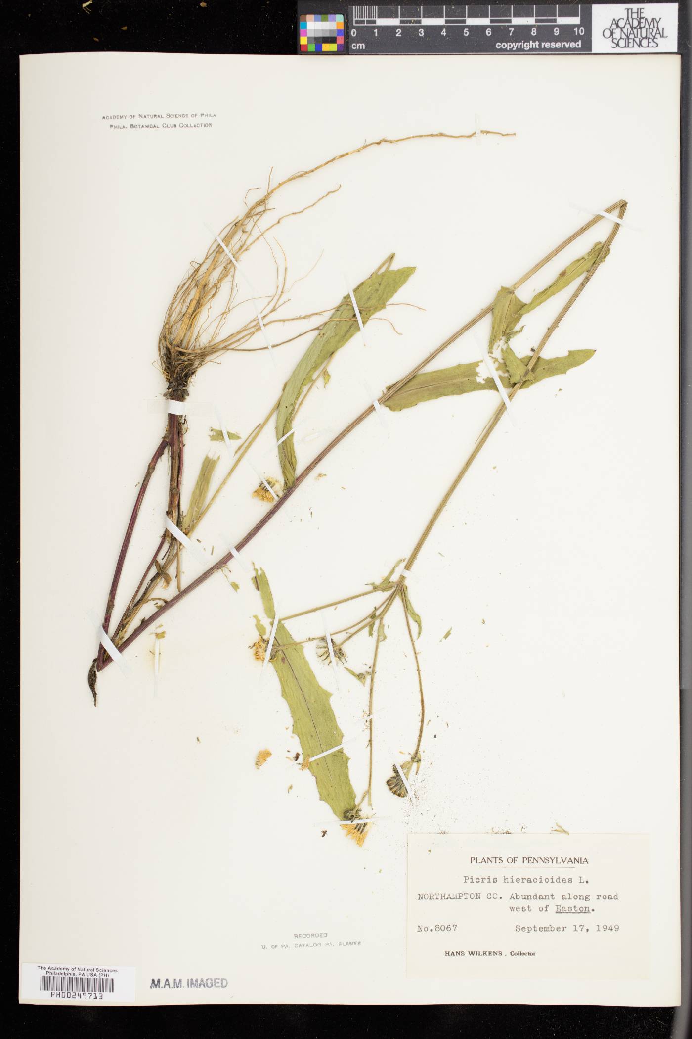 Picris hieracioides image