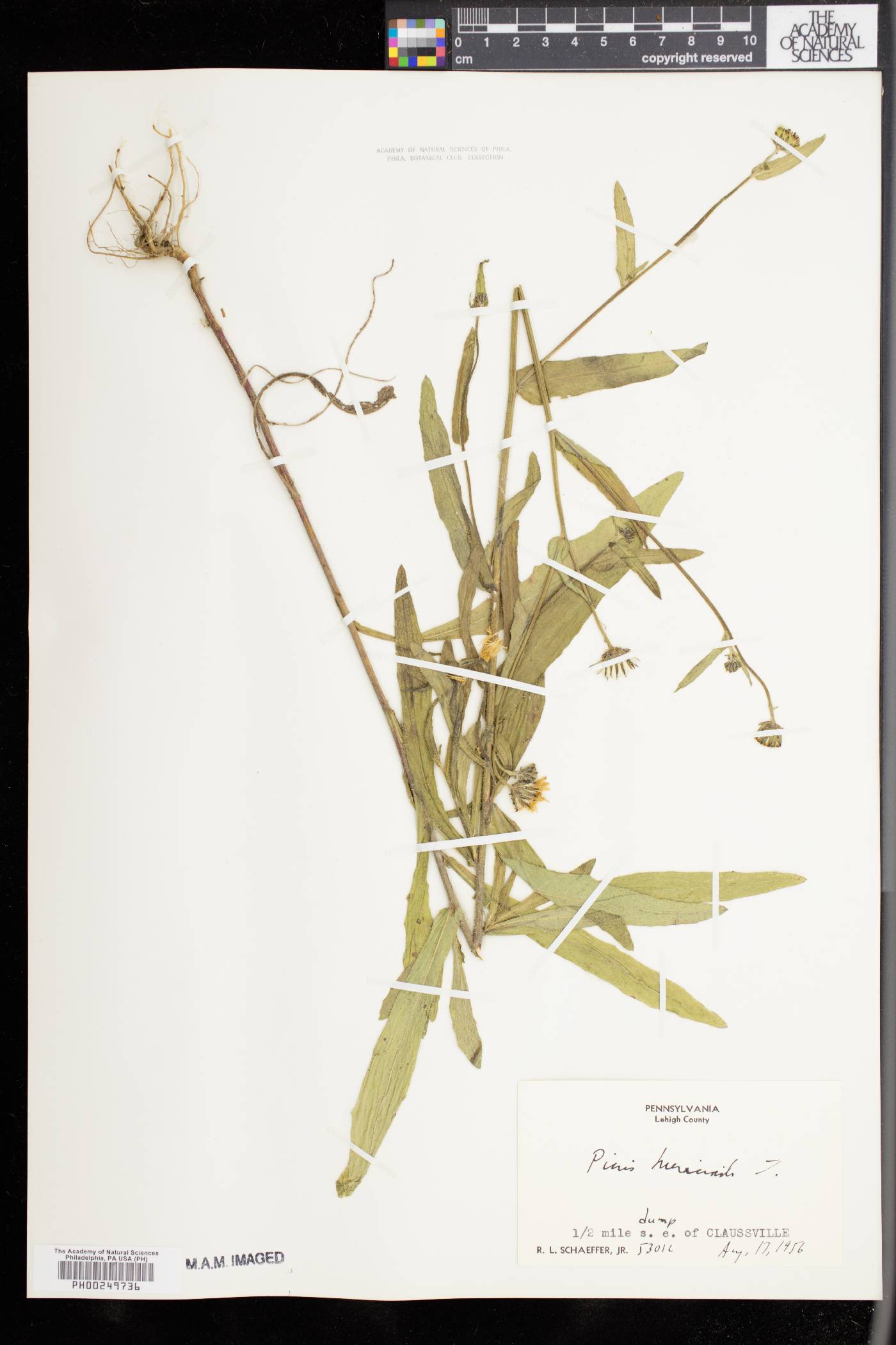 Picris hieracioides image