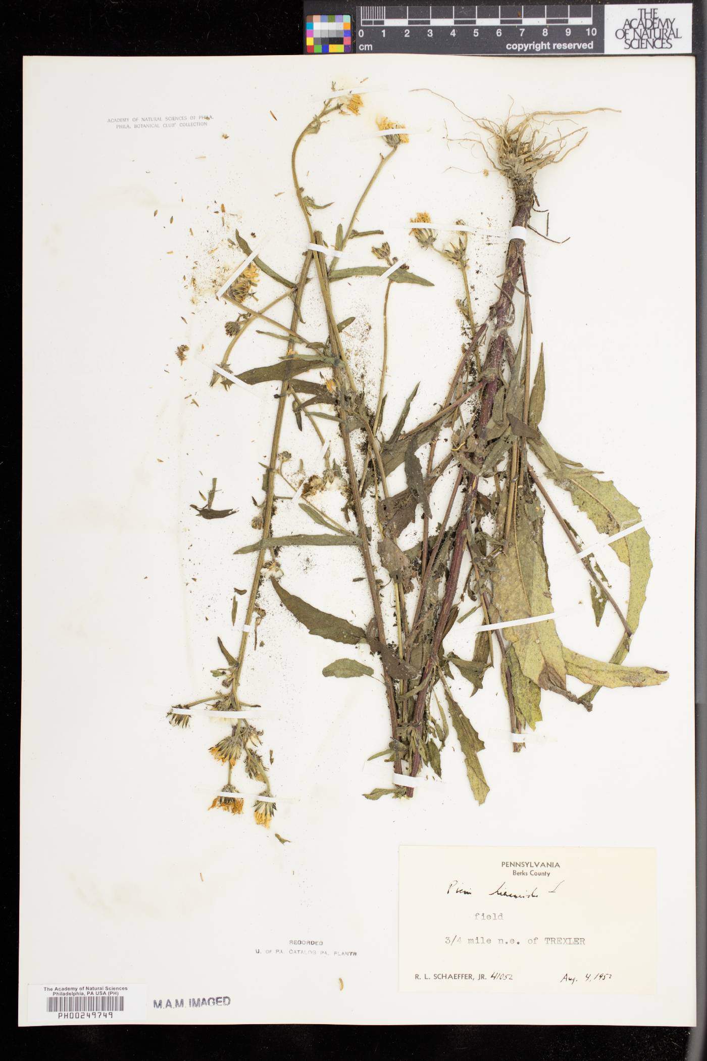 Picris hieracioides image