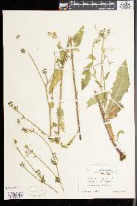 Picris hieracioides image