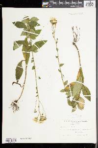 Picris hieracioides image