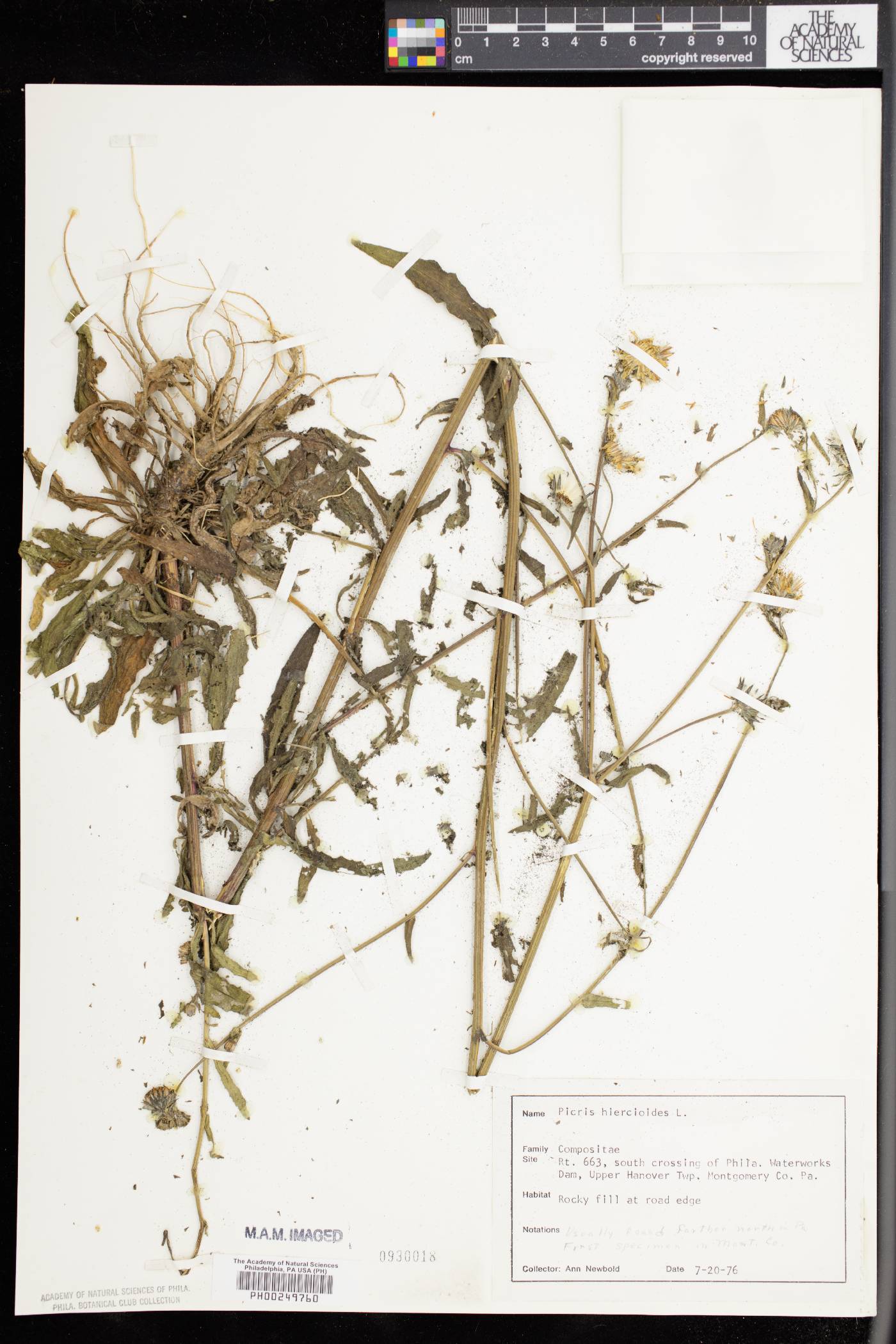 Picris hieracioides image