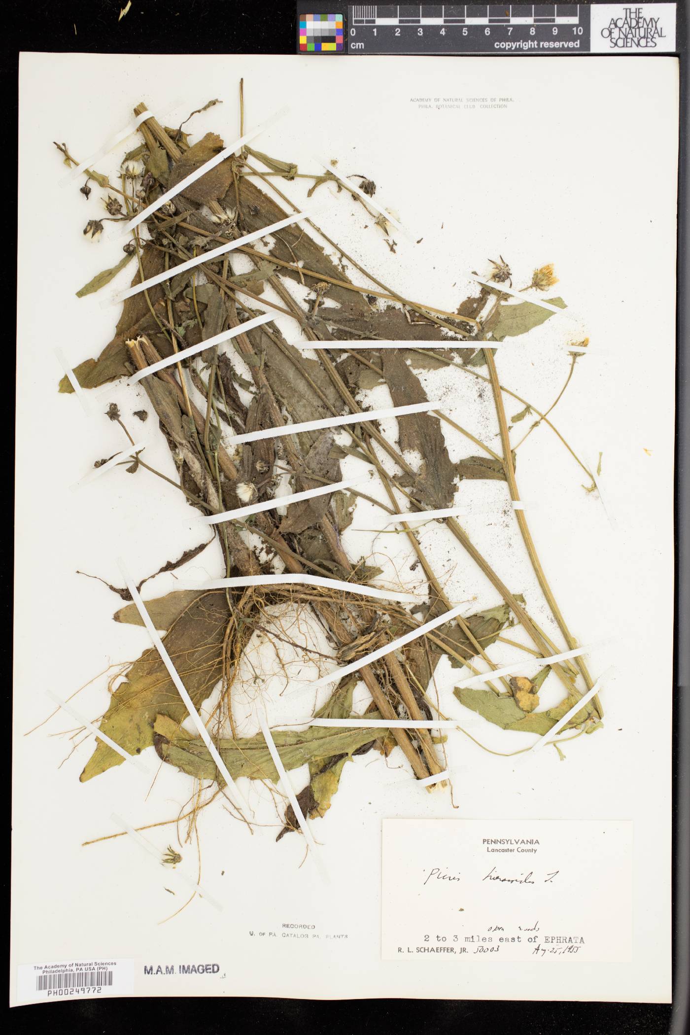 Picris hieracioides image