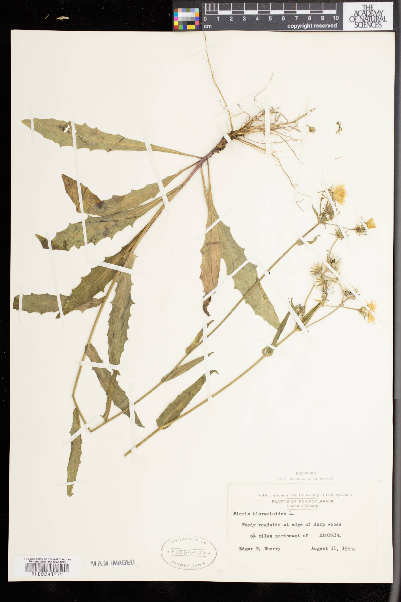 Picris hieracioides image