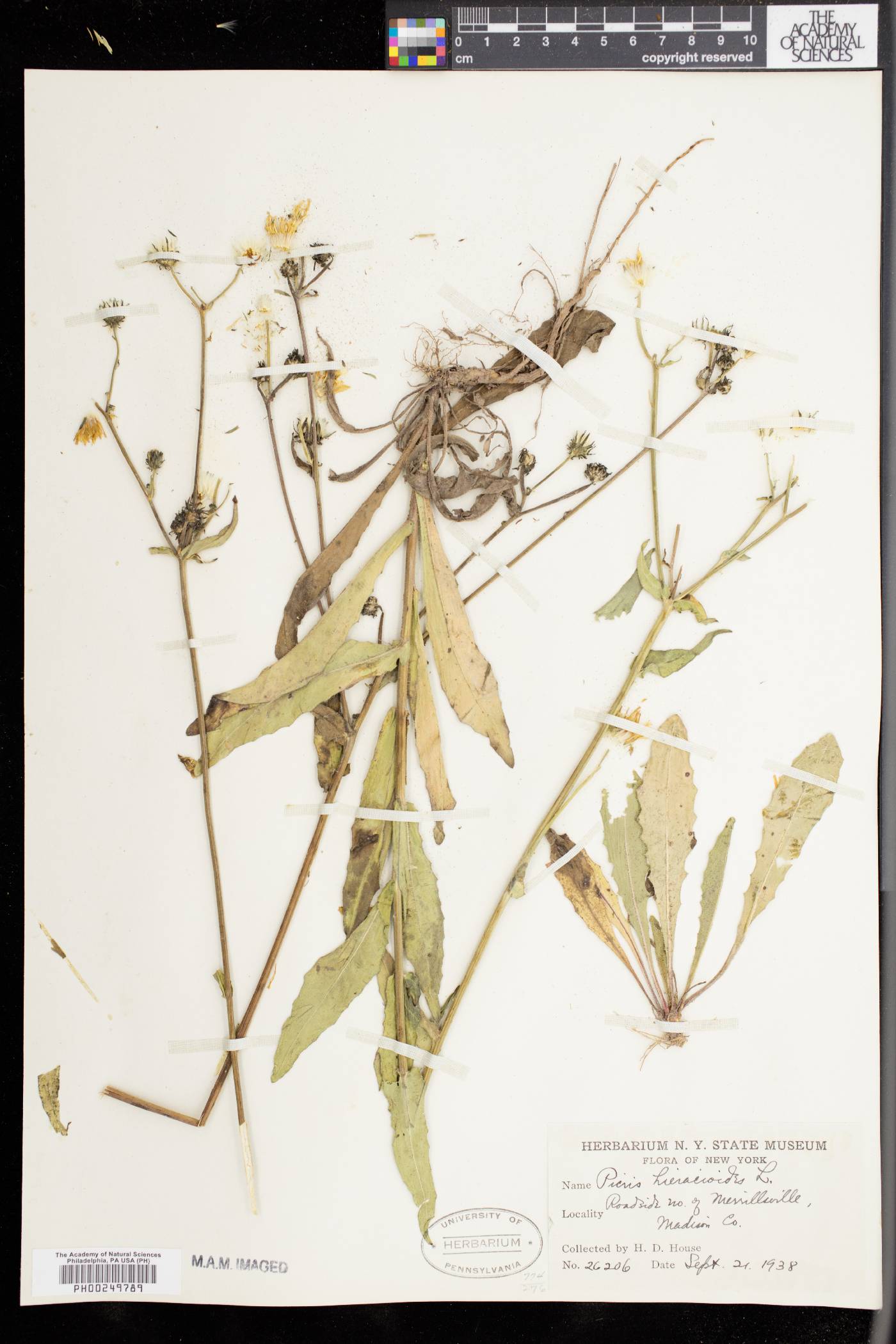 Picris hieracioides image