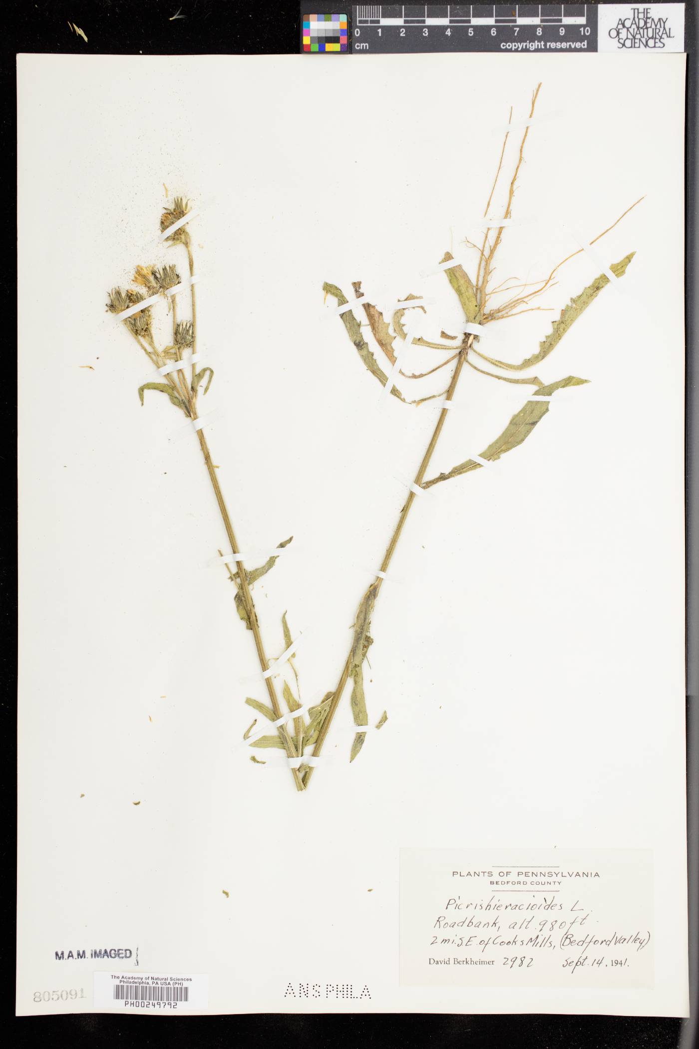 Picris hieracioides image