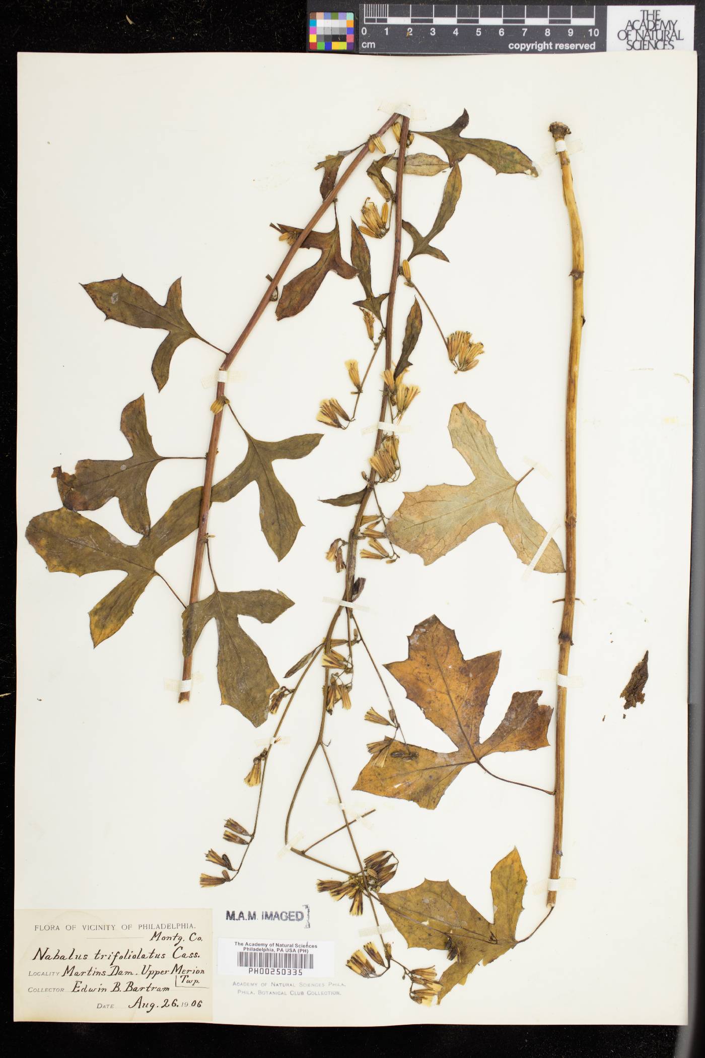 Nabalus trifoliolatus image