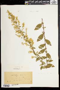 Solidago bicolor image