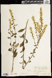 Solidago bicolor image