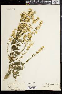 Solidago bicolor image