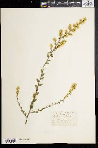 Solidago bicolor image