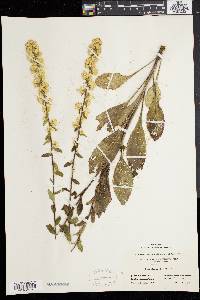 Solidago bicolor image