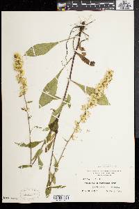 Solidago bicolor image