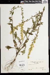 Solidago bicolor image