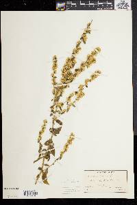 Solidago bicolor image