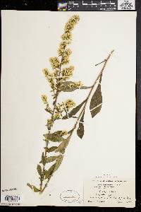 Solidago bicolor image