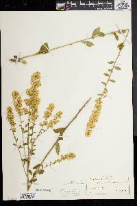 Solidago bicolor image