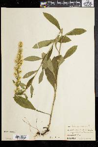 Solidago bicolor image