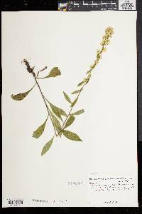 Solidago bicolor image