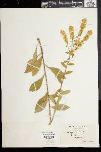 Solidago bicolor image