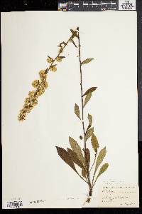 Solidago bicolor image