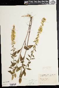 Solidago bicolor image