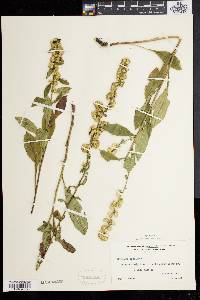 Solidago bicolor image