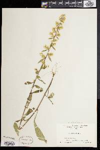 Solidago bicolor image