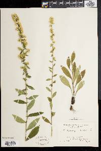 Solidago bicolor image