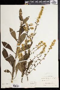 Solidago bicolor image