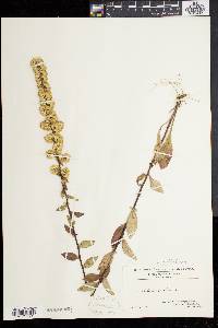 Solidago bicolor image