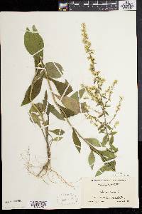 Solidago bicolor image