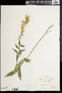 Solidago bicolor image