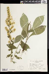 Solidago bicolor image