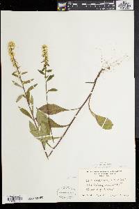 Solidago bicolor image