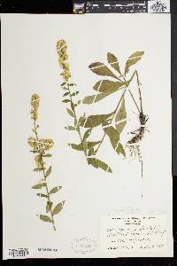 Solidago bicolor image