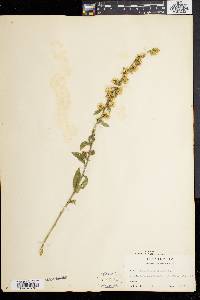 Solidago bicolor image