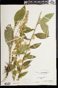 Solidago bicolor image