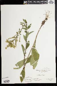 Solidago bicolor image