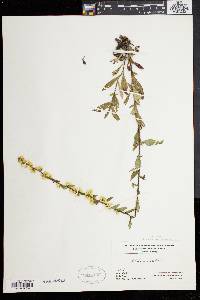 Solidago bicolor image