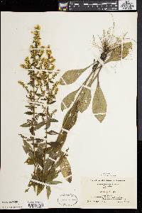 Solidago bicolor image