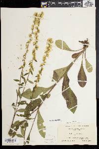 Solidago bicolor image