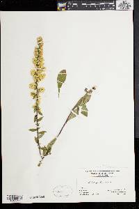 Solidago bicolor image