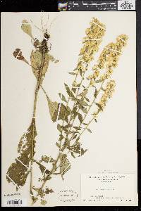 Solidago bicolor image