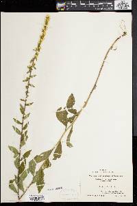 Solidago bicolor image